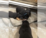 Small #23 Rottweiler