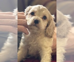 Cocker Spaniel Puppy for sale in CROSSVILLE, TN, USA