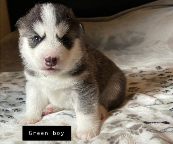Medium Photo #1 Siberian Husky Puppy For Sale in FORT WAYNE, IN, USA