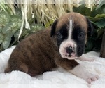 Small #6 Boxer