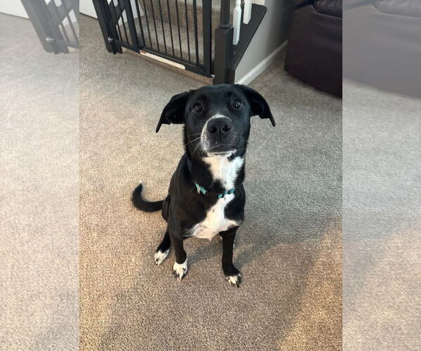 Medium Photo #2 Labrador Retriever-Unknown Mix Puppy For Sale in Germantown, OH, USA