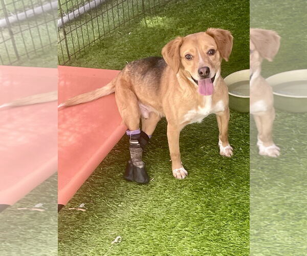 Medium Photo #1 Beagle-Colonial Cocker Spaniel Mix Puppy For Sale in Imperial Beach, CA, USA