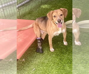 Beagle-Colonial Cocker Spaniel Mix Dogs for adoption in Imperial Beach, CA, USA