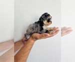 Small #2 Schnauzer (Miniature)