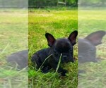 Small Photo #7 French Bulldog Puppy For Sale in PARAGON, IN, USA