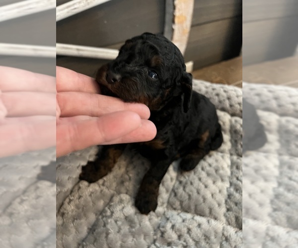 Medium Photo #4 Poodle (Toy) Puppy For Sale in SPARTA, TN, USA