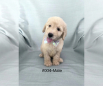 Puppy 1 Golden Retriever-Goldendoodle Mix