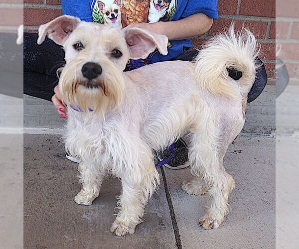 Medium Photo #2 Mutt Puppy For Sale in Carrollton, TX, USA