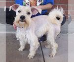 Small Photo #2 Mutt Puppy For Sale in Carrollton, TX, USA
