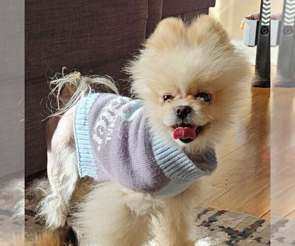 Medium Photo #4 Pomeranian Puppy For Sale in Lebanon, PA, USA