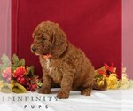 Small #4 Goldendoodle