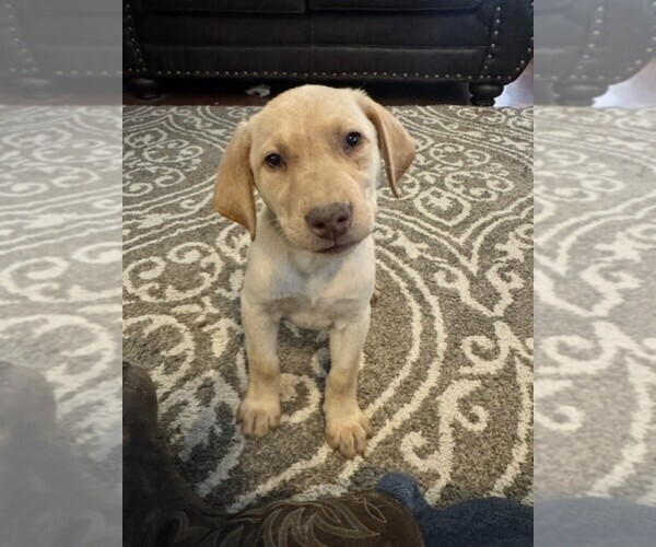 Medium Photo #1 Labrador Retriever Puppy For Sale in MAYSVILLE, GA, USA