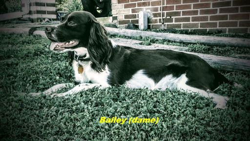 Medium Photo #1 English Springer Spaniel Puppy For Sale in BURNT CABINS, PA, USA