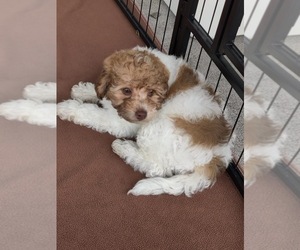 Poodle (Toy) Puppy for sale in PHILADELPHIA, TN, USA