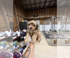 Morkie Puppy for Sale in WHITE OAK, Georgia USA