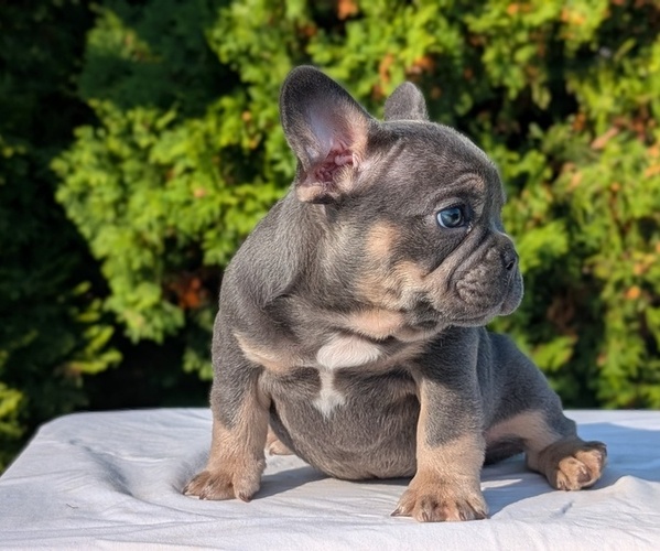 Medium Photo #3 French Bulldog Puppy For Sale in GOSHEN, IN, USA