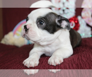 Boston Terrier Puppy for sale in BROOKSVILLE, FL, USA