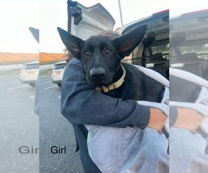 Molly - Female German Shepherd Dog Dog for Adoption - Photo #3