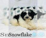 Small Photo #1 Cockapoo Puppy For Sale in ALGOOD, TN, USA