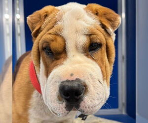 Chinese Shar-Pei-Unknown Mix Dogs for adoption in Vail, AZ, USA