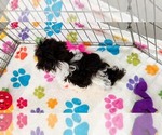 Piper - Female Havashire Puppy for Sale - Photo #7