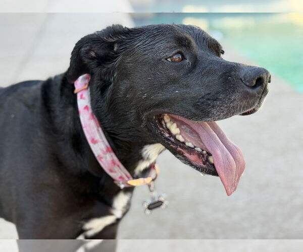 Medium Photo #2 American Pit Bull Terrier-Labrador Retriever Mix Puppy For Sale in Chandler, AZ, USA