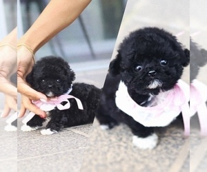 Poodle (Miniature)-Poodle (Toy) Mix Puppy for sale in SHERMAN OAKS, CA, USA