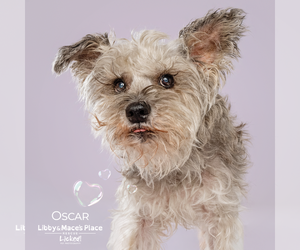 Mutt Dogs for adoption in Mount Pleasant, SC, USA