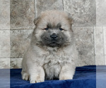 Puppy 11 Chow Chow