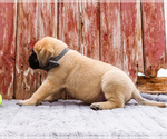 Small Photo #65 Mastiff Puppy For Sale in WAKARUSA, IN, USA