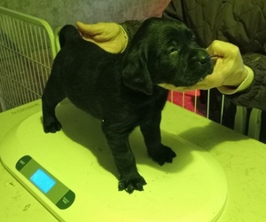 Labrador Retriever Puppy for Sale in ORANGE, Massachusetts USA