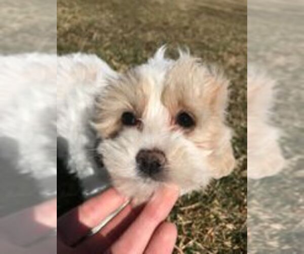 Medium Photo #3 Maltipoo Puppy For Sale in IRVINGTON, KY, USA