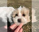 Small Photo #3 Maltipoo Puppy For Sale in IRVINGTON, KY, USA