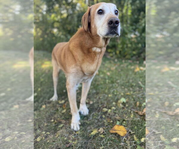 Medium Photo #3 Labrador Retriever Puppy For Sale in St. Louis Park, MN, USA