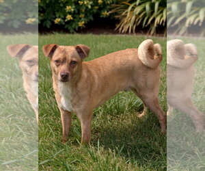 Rat-Cha Dogs for adoption in Oakhurst, NJ, USA