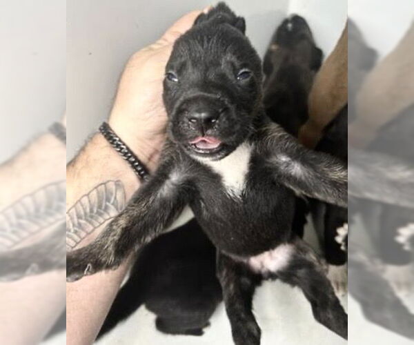 Medium Photo #2 Mutt Puppy For Sale in Houston, TX, USA