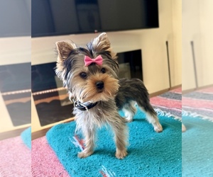 Yorkshire Terrier Puppy for sale in GLENDALE, AZ, USA