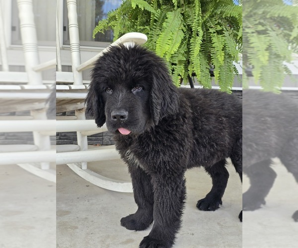 Medium Photo #4 Newfoundland Puppy For Sale in TILTON, IL, USA