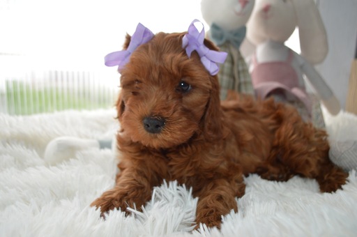 Medium Photo #2 Cavapoo Puppy For Sale in HONEY BROOK, PA, USA