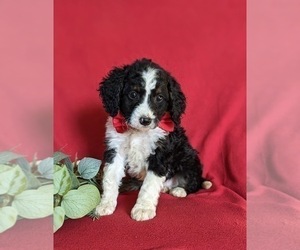 Miniature Bernedoodle Puppy for sale in OXFORD, PA, USA