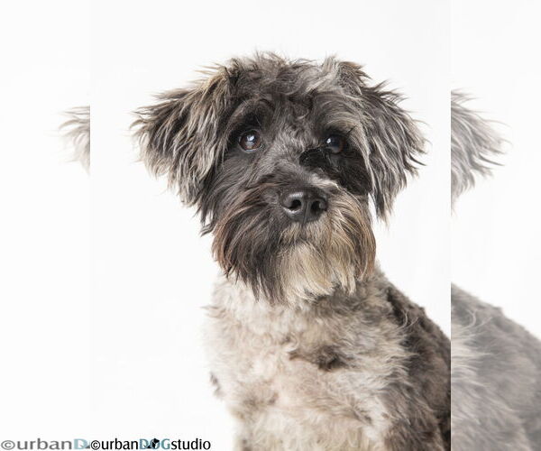 Medium Photo #1 Mutt Puppy For Sale in Tampa, FL, USA