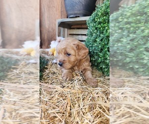 Cavapoo (Miniature) Puppy for sale in GREENWOOD, WI, USA