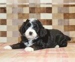Small #2 Bernedoodle (Miniature)