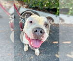 Small #1 American Staffordshire Terrier Mix