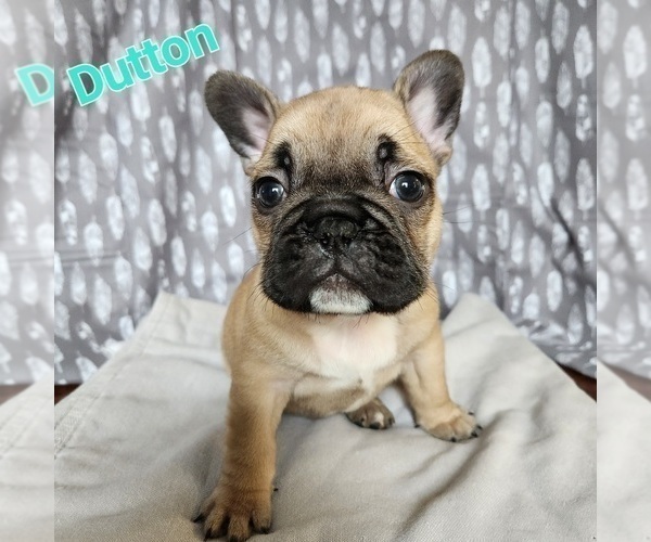 Medium Photo #1 French Bulldog Puppy For Sale in MORGANTOWN, PA, USA