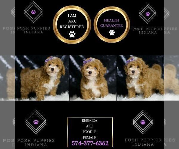 Medium Photo #31 Poodle (Miniature) Puppy For Sale in WARSAW, IN, USA