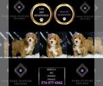 Small Photo #31 Poodle (Miniature) Puppy For Sale in WARSAW, IN, USA