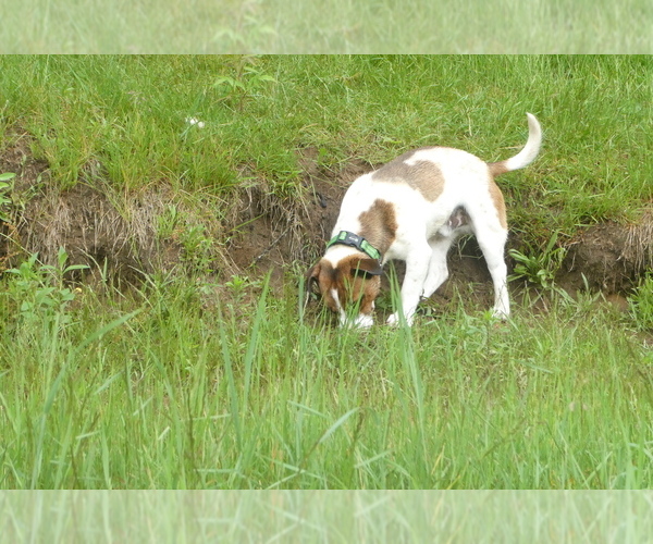 Medium Photo #4 Jack Russell Terrier Puppy For Sale in WOLCOTT, VT, USA