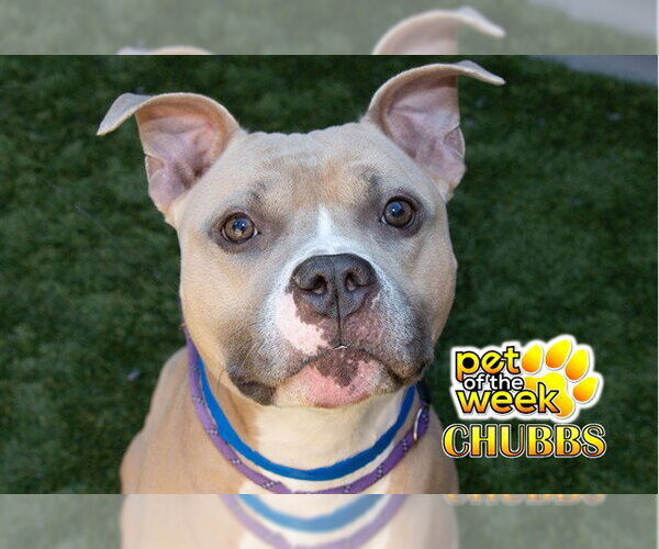 Medium Photo #3 Staffordshire Bull Terrier-Unknown Mix Puppy For Sale in Moreno Valley, CA, USA