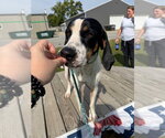 Small #3 Coonhound Mix